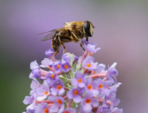 Beleggen in biodiversiteit